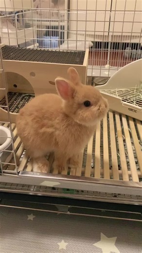 Cute Netherland Dwarf Bunny Jumping Fun