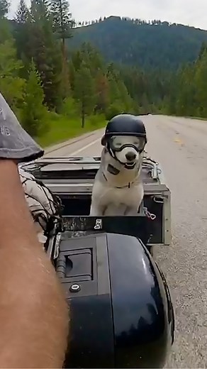 He jumps on the motorcycle when he's ready to ride | The Dodo
