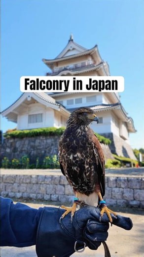 Falconry at a Japanese Castle