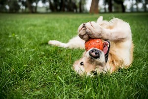 10 Great Westchester Dog Parks Your Pets Will Love