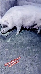 the pig farming business plan for beginners in pig #pigbreeding #animals #piglet #miniaturepig