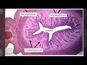 Endometrium: difference between proliferative and secretory phase of endometrium