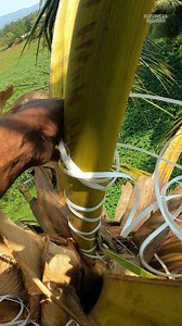 226K views · 1.5K reactions | Locals in India risk their lives to make feni, a rare liquor containing 41% alcohol. #India #Alcohol #Liquor | Business Insider Africa | Facebook