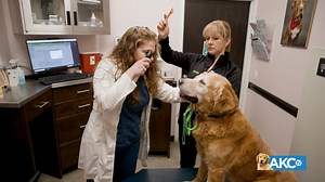 Senior dog exams are a little different than a regular vet checkup. Dr. Meg takes us through the process. | AKCtv