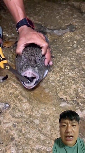 This Sea Fish Has Human-Like Teeth! 😱🐟🦷 #SeaFish #Amazing #shortsfeed