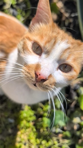 Милый няшный рыжий кот мультяшный Funny red cat Cute animals Nature Trend Plants Cactus Meow Top Мяу