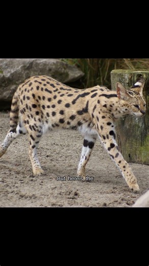 Serval
