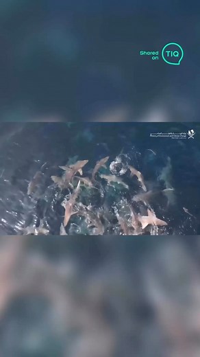 More then 50 sharks including endangered preview are found in the water of Qatar 麗 According to authorities the phenomenon marks as the larger gathering of different shark species in the country 麗 Source: @moecc_qatar | This is Qatar | Facebook