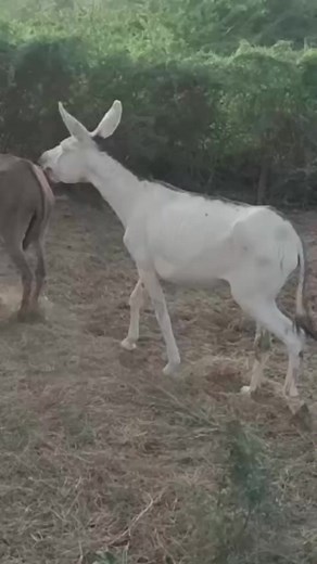 Big white donkey make love with black donkey #donkeys #donkeykong #donkey #horse #beautiful #animallover #beach #travel #beachday #foryou #animals #bigdonkey #jungel #Donkey #Village #animal #animals #nature #pet #cute #wildlife #love #dog #pets #photography #cat #cats #naturephotography #instagram #photooftheday #dogs #animallovers #instagood #wildlifephotography #art #animalphotography #of #dogsofinstagram #petstagram #bird #catsofinstagram #puppy #birds #animalsofinstagram | Animals lifedeser