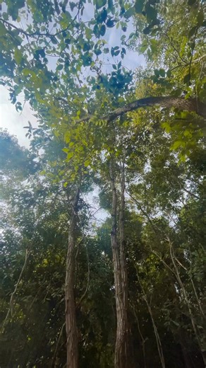 14K views · 431 reactions | Crafting Complete Beautiful Bushcraft Shelter on Tree | Bushcraft Skills | Facebook