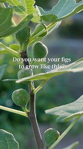 521 reactions · 53 shares | If you're a fig first-timer, we've got some pointers to help you grow.  All our figs are self-pollinating, so you only need one!  Plants typically fruit 2–3 years after planting.  Pick a variety recommended for one zone colder than your zone.  In winter, take potted plants indoors or to a protected location, or mulch heavily. Get your fig tree planted this fall at  https://www.burpee.com/fruit/figs/ | Burpee Gardening | Facebook