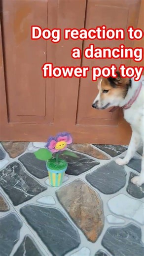 Dog reaction to a sound of dancing flower pot toy #dog #pets #shortvideo #short #subscribers