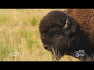 Colorado Experience | Return of the Buffalo, Part 1 (preview)