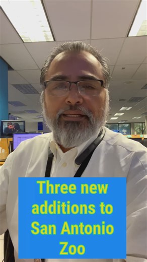 New gorillas arrive at San Antonio Zoo's Congo Falls