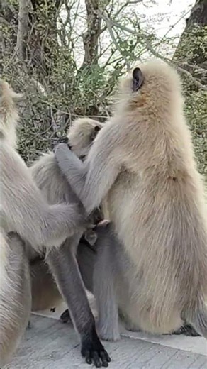 Jay Shri Ram #monkey #funny