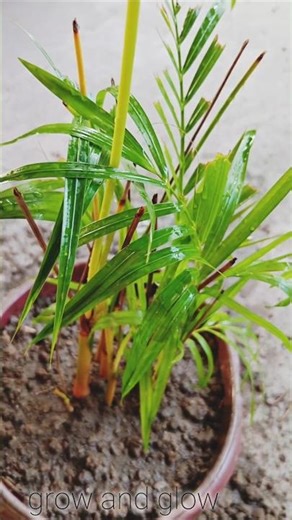 🌿 Areca Plant#garden☘️ #gardening🌿 #plants #plantcare