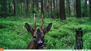 8K views · 206 reactions | #DailyDoseOfNature Our Forest Ranger from Keldy managed to capture this close up footage of a Roe Deer on his trail camera in the forest. Have you ever spotted a Deer? | Forest Holidays | Facebook