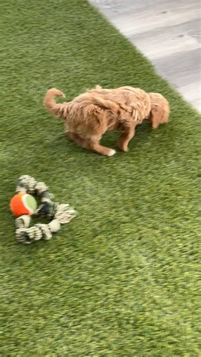 Goldendoodle, Mini puppy for sale