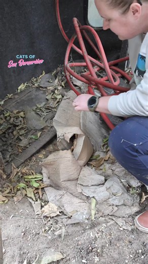 New Rescue Alert! Everyone Meet the 4x4 babies! We were out doing TNR when the owner of the home let us know that one of the cats had recently given birth to 5 kittens in her backyard. We were able to find the babies hidden underneath some bikes and a cardboard box. Unfortunately, when we found them, there were only 3 kittens, when the day before there had been 5. This put us in a hard position. We always want the kittens to be with mom when possible, but if we took mom and there were still 2 ba