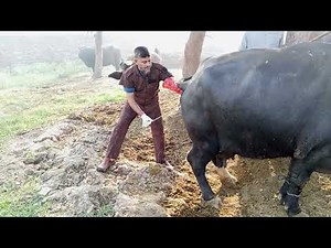 "Best AI Technique in Dairy Cows | Increase Conception Rate"