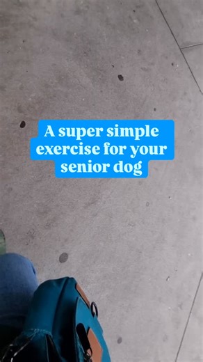 Steps are a super easy way to add some strength training into your senior dog’s day 🦮 | Canine Health Hub