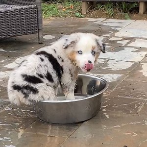 25M views · 313K reactions | WOOF WOOF (Translation: Let's go to the Dog Park!)  | America's Funniest Home Videos | Facebook