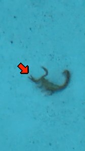 What bug BUGS you the most? #questionoftheday #bugs #creatures #question | Team Family