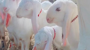 263K views · 10K reactions | #Mohammadpur Bakra Mandi 2023 Last Updated At #Shahzaibgoatfarm #Goat Farming in Pakistan | Shazaib goat farm | Facebook