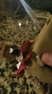 springlock failure #fnaf #fivenightsatfreddys #williamafton @springlock