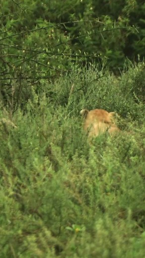 91K views · 1.9K reactions | Lioness faces the threat of losing her cubs...  Watch the full video on Love Nature YouTube. #lion #lioness #cub #cat #wildlife #lovenature | Love Nature | Facebook