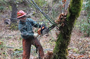 Chainsaw Top Handle vs. Rear Handle. Tips from Pros