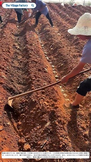 土との戦い：農家が作物を守る秘訣