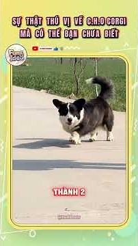 Interesting facts about Corgis that you might not know!