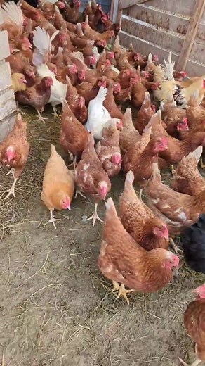Happy Chickens on the Farm - Morning Homesteading Videos