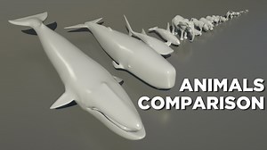 3D animal size comparison.