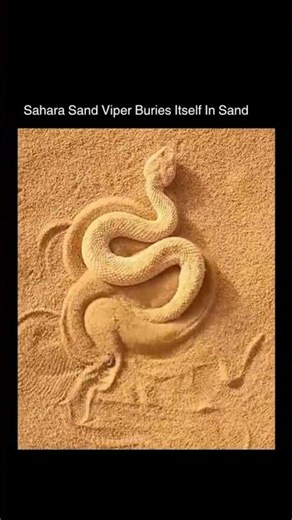 The Sahara Sand Viper: Deadly Yet Thriving 🐍🌵