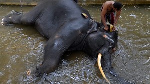 Elephant Sits on Handler, Crushing Him to Death