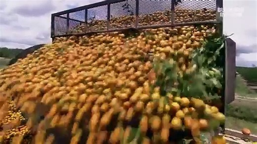 Why melted bugs on candy and lemons fuel a $167 million industry - video Dailymotion