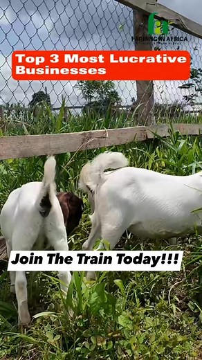 13K views · 264 reactions | Do you know how much you can make from Goat Farming? Contact us let’s show you how #semanhyiafarms #animalfarming #farminginafrica #goatfarming #livestock #howtostart #howtostartafarm #boergoat #semanhyiagrass | Farming In Africa | Facebook