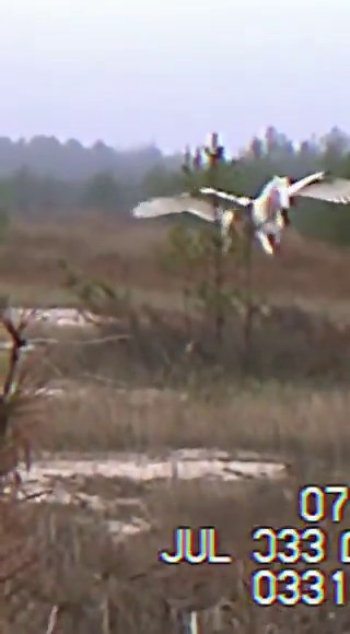 Pegaso aparece en Área 51 y desata teorías imposibles 😳 verdad o mitoUn supuesto video filtrado estaría circulando en redes mostrando lo que muchos aseguran es un “Pegaso” —un caballo alado— sobrevolando las instalaciones del Área 51 en plena noche. El material, que algunos vinculan con pruebas secretas del gobierno, no tiene ninguna confirmación oficial y expertos dicen que podría tratarse de una manipulación avanzada. Aun así, miles de usuarios aseguran que el movimiento de las alas y la somb