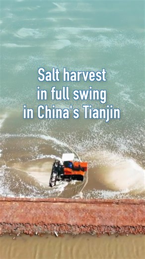 14K views · 173 reactions | Salt harvest is in full swing in the salt fields in north China's Tianjin. #spring #harvest #China #salt | China Xinhua News | Facebook