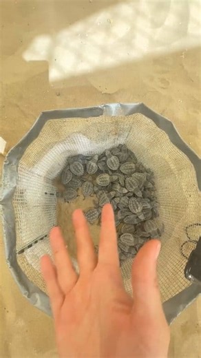 19K views · 717 reactions | ✨ Make a lasting impact by adopting a sea...