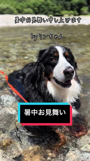 暑中お見舞い申し上げます。 いつも応援やメッセージありがとうございます✨ 連日の酷暑ですが、リンちゃんは昨日スイカ🍉を 丸ごとかじってました。 皆様にはご健勝のこととお慶び申し上げます。 今後共なお一層ご愛顧のほど よろしくお願い申し上げます。 byリンちゃん