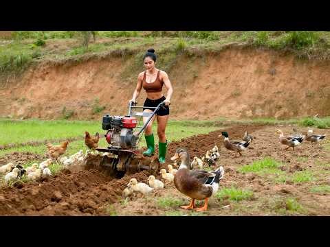 TIMELAPSE - Plowing 1 Acre Rice Field to Grow Wet Rice | 100 Days Living in the Forest