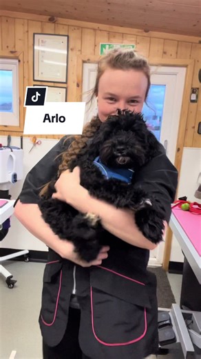 The most precious boy 🥹 ##dogsoftiktok##cavapoo##doggrooming##fy##girlssupportgirls