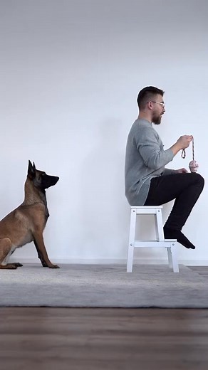 5 German commands on high focus! #juliusk9 #juliusk9theoriginal @julius.k9.the.original #malinoispuppy #malinoistraining #obediencedogs #dogchallenge #hundetraining #hund #shepherdd#177 | Mr Rogosin