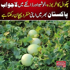468K views · 10K reactions | چکوال کا خربوزہ، خوشبو اور ذائقے میں لاجواب پاکستان بھر میں اپنی منفرد پہچان رکھتا ہے #Chakwal #watermelon #fruits #PakistanToday | Pakistan Today | Facebook