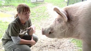 #FunFact: Pigs can make more than 20 distinct sounds that they use to communicate with each other! Farm Sanctuary National Shelter Director Susie Coston and The Doctor demonstrate what happy, rescued pigs sound like before sharing what they look like. More #pigfacts at AnimalsofFarmSanctuary.com! | Farm Sanctuary