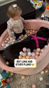 This dog has taken over the girls ball pit 😩 | Dad Jokes