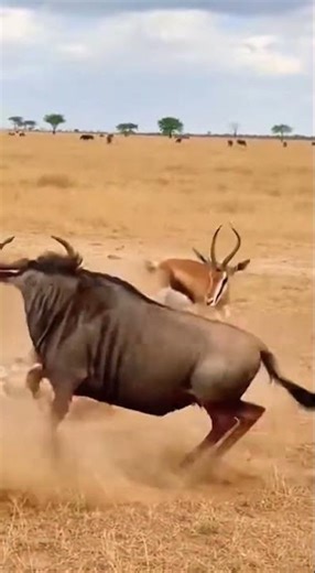 Savannah Showdown: Cheetah, Baby Gazelle & Wildebeest Clash h #wildlifeentertainment #animals